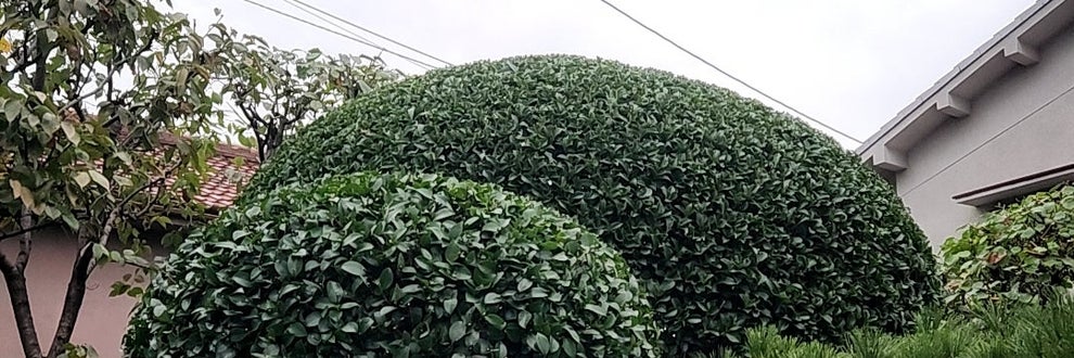 藤 造園の画像