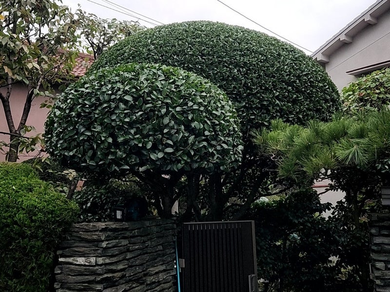 藤 造園の画像